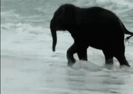 Dieren Olifant Gifs tandpasta 