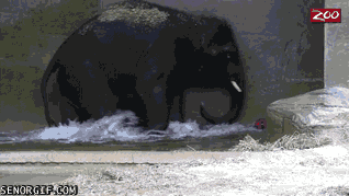Dieren Spelen Olifant Baby Gifs 