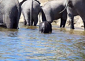 Olifant GIF. Dieren Olifant Gifs 