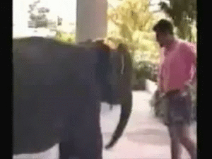 Olifant GIF. Dieren Olifant Gifs Animalsbeingjerks Jackass 