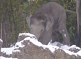 Olifant GIF. Dieren Schattig Olifant Gifs 