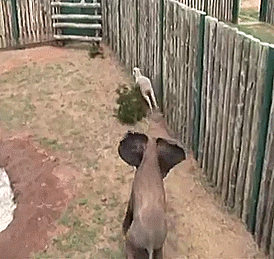 Olifant GIF. Dieren Olifant Gifs Lint 