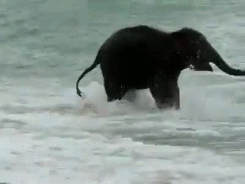 Olifant GIF. Dieren Schattig Olifant Gifs 