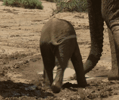 Olifant GIF. Dieren Spinnen Olifant Baby Gifs 