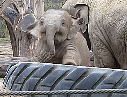 Olifant GIF. Dieren Olifant Gifs 