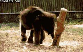 Olifant GIF. Dieren Olifant Gifs Hand 