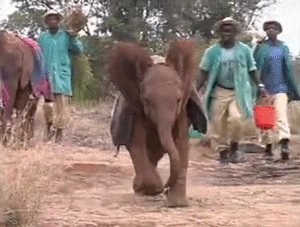 Olifant GIF. Dieren Olifant Gifs Bus 