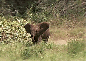 Olifant GIF. Dieren Olifant Baby Gifs Nom 