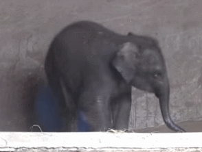 Olifant GIF. Dieren Olifant Gifs Intrappen 