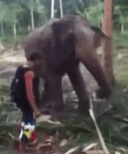 Dieren Olifant Gifs wasteds 