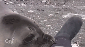 Dieren Olifant Gifs 