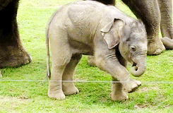 Olifant GIF. Dieren Olifant Gifs 
