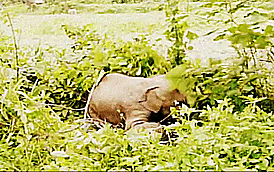 Olifant GIF. Dieren Olifant Gifs Vast Tandpasta 