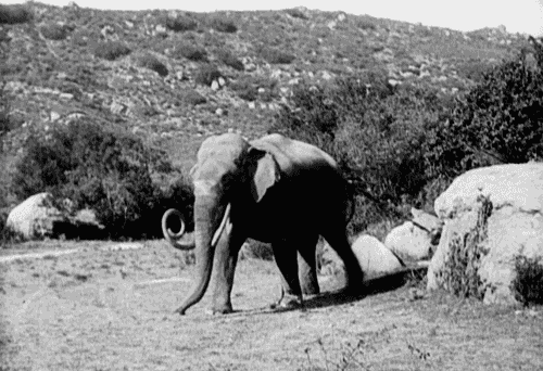 Dieren Olifant Gifs 