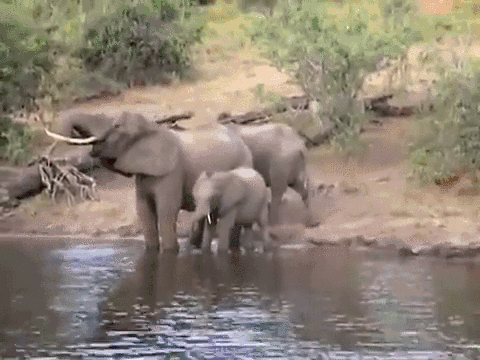 Bad Dieren Olifant Gifs 