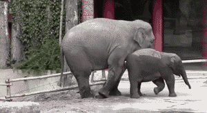 Baby GIF. Dieren Olifant Baby Gifs 