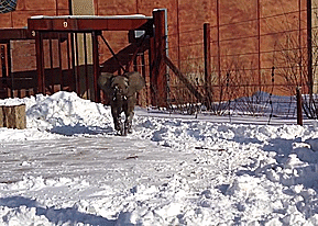 Olifant GIF. Dieren Olifant Gifs Psychadelic 