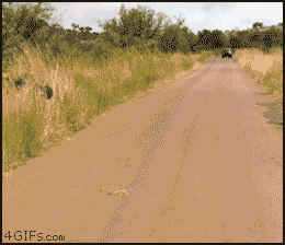 Olifant GIF. Dieren Olifant Gifs 