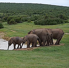 Olifant GIF. Dieren Olifant Gifs 