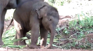 Olifant GIF. Dieren Olifant Gifs 