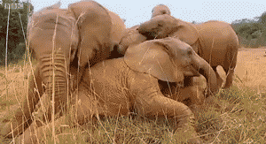 Baby GIF. Dieren Spelen Olifant Baby Gifs 