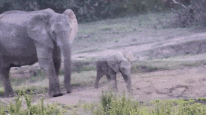 Olifant GIF. Dieren Olifant Gifs 