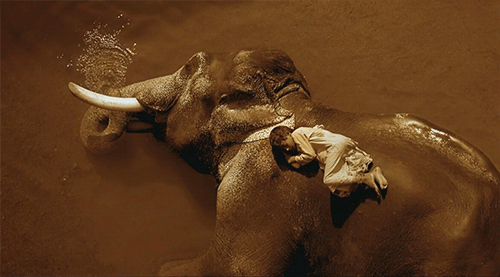 Dieren Kunst Olifant Gifs cinemagraph sepia 