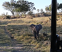 Olifant GIF. Dieren Olifant Gifs 