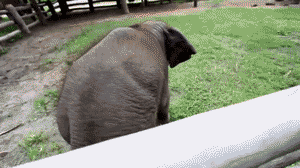 Olifant GIF. Dieren Olifant Darts Gifs Til 
