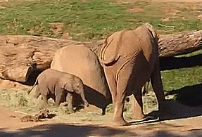 Olifant GIF. Dieren Olifant Gifs Snoeklepel 