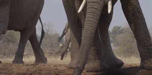 Dieren Olifant Gifs animalsbeingjerks ruk 