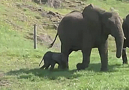 Olifant GIF. Dieren Olifant Gifs Grof 
