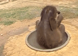 Olifant GIF. Dieren Olifant Gifs 