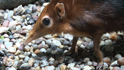 Dieren Olifant Baby Gifs 