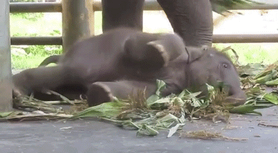 Dieren Olifant Gifs schilderij 