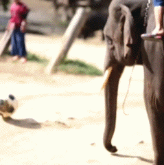 Olifant GIF. Bad Dieren Olifant Gifs 