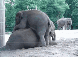 Olifant GIF. Dieren Olifanten Olifant Gifs 