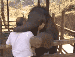 Olifant GIF. Dieren Olifant Gifs 