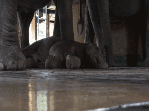 Olifant GIF. Dieren Olifant Gifs 