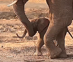 Baby GIF. Dieren Olifant Baby Gifs Gevecht 