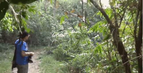 Dieren Olifant Gifs man bos 