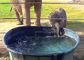 Olifant GIF. Dieren Olifant Gifs 