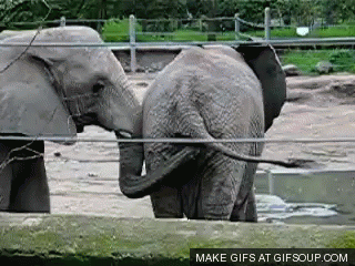 Dieren Spelen Olifant Baby Gifs 