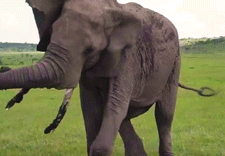 Olifant GIF. Dieren Olifant Gifs 