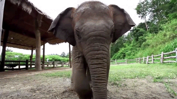 Dieren Olifant Gifs 