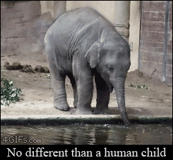 Olifant GIF. Dieren Olifant Gifs Haters 
