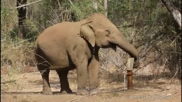 Dieren Olifant Gifs 