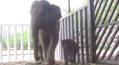 Dieren Film Olifant Kleur Gifs dumbo 