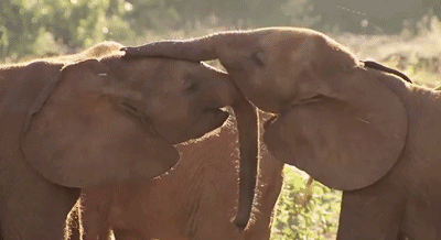 Dieren Olifant Gifs 