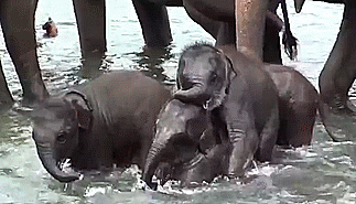 Dieren Olifant Baby maandag Gifs mislukken 